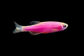 pink danio